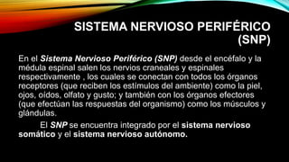 SISTEMA NERVIOSO PERIFÉRICO
(SNP)
En el Sistema Nervioso Periférico (SNP) desde el encéfalo y la
médula espinal salen los nervios craneales y espinales
respectivamente , los cuales se conectan con todos los órganos
receptores (que reciben los estímulos del ambiente) como la piel,
ojos, oídos, olfato y gusto; y también con los órganos efectores
(que efectúan las respuestas del organismo) como los músculos y
glándulas.
El SNP se encuentra integrado por el sistema nervioso
somático y el sistema nervioso autónomo.
 