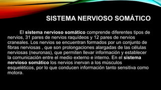 SISTEMA NERVIOSO SOMÁTICO
El sistema nervioso somático comprende diferentes tipos de
nervios, 31 pares de nervios raquídeos y 12 pares de nervios
craneales. Los nervios se encuentran formados por un conjunto de
fibras nerviosas , que son prolongaciones alargadas de las células
nerviosas (neuronas), que permiten llevar información y establecer
la comunicación entre el medio externo e interno. En el sistema
nervioso somático los nervios inervan a los músculos
esqueléticos, por lo que conducen información tanto sensitiva como
motora.
 