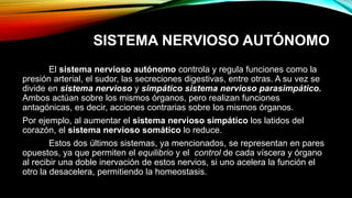 SISTEMA NERVIOSO AUTÓNOMO
El sistema nervioso autónomo controla y regula funciones como la
presión arterial, el sudor, las secreciones digestivas, entre otras. A su vez se
divide en sistema nervioso y simpático sistema nervioso parasimpático.
Ambos actúan sobre los mismos órganos, pero realizan funciones
antagónicas, es decir, acciones contrarias sobre los mismos órganos.
Por ejemplo, al aumentar el sistema nervioso simpático los latidos del
corazón, el sistema nervioso somático lo reduce.
Estos dos últimos sistemas, ya mencionados, se representan en pares
opuestos, ya que permiten el equilibrio y el control de cada víscera y órgano
al recibir una doble inervación de estos nervios, si uno acelera la función el
otro la desacelera, permitiendo la homeostasis.
 