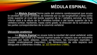 MÉDULA ESPINAL
La Médula Espinal forma parte del sistema cerebroespinal que ocupa
la cavidad del canal vertebral, se extiende por su eje longitudinal y tiene como
límite superior el nivel del borde superior de la I vértebra cervical; su límite
inferior está a la altura de la I vértebra lumbar o del borde superior de la II
vértebra lumbar, repitiendo, hasta cierto grado, la dirección de la curvatura de
las partes correspondientes de la columna vertebral.
Ubicación anatómica
La Médula Espinal no ocupa toda la cavidad del canal vertebral; entre
las paredes del canal y la médula espinal queda un espacio que se encuentra
ocupado por tejido adiposo, vasos sanguíneos, las meninges espinales y
líquido cerebroespinal (raquídeo). Las dimensiones de este espacio son
desiguales a diferentes niveles. (p. 22) Sinelnikov (1986).
 