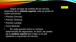 Según el lugar de partida de los nervios
espinales de la médula espinal, esta se divide en
cuatro porciones:
• Porción Cervical.
• Porción Torácica.
• Porción Lumbar.
• Cono Medular.
• En cada porción entra un número
determinado de segmentos, es decir, las partes
de la médula espinal dan origen a un par
(derecho e izquierdo) de nervios.
Imagen
 