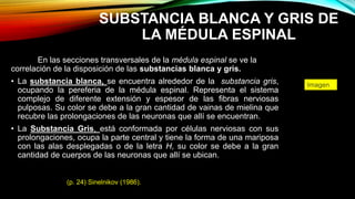 SUBSTANCIA BLANCA Y GRIS DE
LA MÉDULA ESPINAL
En las secciones transversales de la médula espinal se ve la
correlación de la disposición de las substancias blanca y gris.
• La substancia blanca, se encuentra alrededor de la substancia gris,
ocupando la pereferia de la médula espinal. Representa el sistema
complejo de diferente extensión y espesor de las fibras nerviosas
pulposas. Su color se debe a la gran cantidad de vainas de mielina que
recubre las prolongaciones de las neuronas que allí se encuentran.
• La Substancia Gris, está conformada por células nerviosas con sus
prolongaciones, ocupa la parte central y tiene la forma de una mariposa
con las alas desplegadas o de la letra H, su color se debe a la gran
cantidad de cuerpos de las neuronas que allí se ubican.
Imagen
(p. 24) Sinelnikov (1986).
 