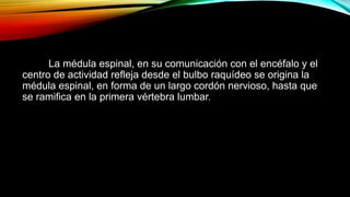 La médula espinal, en su comunicación con el encéfalo y el
centro de actividad refleja desde el bulbo raquídeo se origina la
médula espinal, en forma de un largo cordón nervioso, hasta que
se ramifica en la primera vértebra lumbar.
 