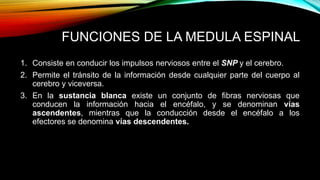 FUNCIONES DE LA MEDULA ESPINAL
1. Consiste en conducir los impulsos nerviosos entre el SNP y el cerebro.
2. Permite el tránsito de la información desde cualquier parte del cuerpo al
cerebro y viceversa.
3. En la sustancia blanca existe un conjunto de fibras nerviosas que
conducen la información hacia el encéfalo, y se denominan vías
ascendentes, mientras que la conducción desde el encéfalo a los
efectores se denomina vías descendentes.
 