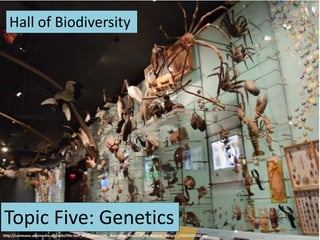 Topic Five: Genetics
http://commons.wikimedia.org/wiki/File:Hall_of_Biodiversity,_American_Museum_of_Natural_History_(7356570500).jpg
Hall of Biodiversity
 
