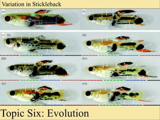 Topic Six: Evolution
Variation in Stickleback
 