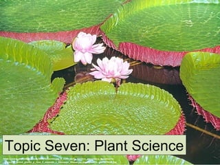 Topic Seven: Plant Science
http://www.photomazza.com/IMG/650x544xjpg_Il_fiore_della_Victoria_amazonica_e_notturno-
_Bianco_il_primo_giorno_e_rosa_il_secondo_c_Giuseppe_Mazza.jpg.pagespeed.ic.-cM7sUYkb8.jpg
Topic Seven: Plant Science
 