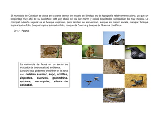 El municipio de Culiacán se ubica en la parte central del estado de Sinaloa; es de topografía relativamente plana, ya que un
porcentaje muy alto de su superficie está por abajo de los 300 msnm y pocas localidades sobrepasan los 500 metros. La
principal cubierta vegetal es el bosque espinoso, pero también se encuentran, aunque en menor escala, manglar, bosque
tropical caducifolio, bosque tropical subcaducifolio, bosque de Quercus y bosque de Quercus con Pinus.
2.1.7. Fauna
La existencia de fauna en un sector es
indicador de buena calidad ambiental.
La fauna que podemos encontrar en la zona
son: culebra suelear, sapo, ardillas,
zopilotes, cuervos, golondrina,
ratones, escorpión, víbora de
cascabel.
 
