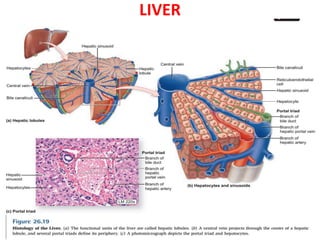 LIVER
 