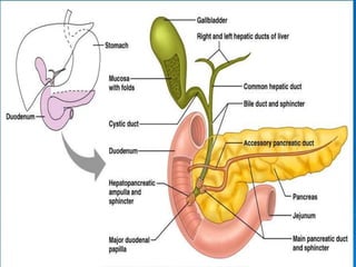 PANCREASE
 