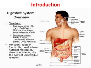 Introduction
• The gastrointestinal tract is a continuous tube that
stretches from the mouth to the anus
• It includes mouth, pharynx, esophagus, stomach,
small intestine, large intestine, anal canal and
anus).
• It also includes accessory organs (salivary glands,
liver, gallbladder, and pancreas) that are not part of
the tract but secrete substances into it via
connecting ducts.
• The adult gastrointestinal tract is a tube
approximately 9 meters long, running through the
body from mouth to anus
• The lumen of the tract is continuous with the
external environment, which means that its
contents are technically outside the body.
 