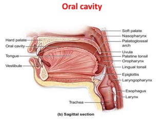 Oral cavity
 