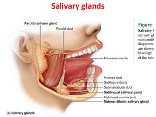 Salivary glands
 
