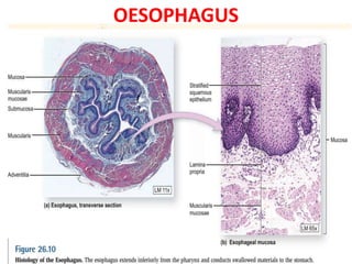 OESOPHAGUS
• The oesophagus is a muscular tube connecting the throat
(pharynx) with the stomach.
• It is about 8 inches long, and is lined by moist pink tissue called
mucosa.
• It runs behind the windpipe (trachea) and heart, and in front of
the spine.
• Just before entering the stomach, it passes through the diaphragm
• The lower oesophageal sphincter (LES) is a bundle of muscles at
the low end of the oesophagus, where it meets the stomach.
• When the LES is closed, it prevents acid and stomach contents
from traveling backwards from the stomach.
 