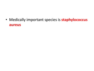 • Medically important species is staphylococcus
aureus
 