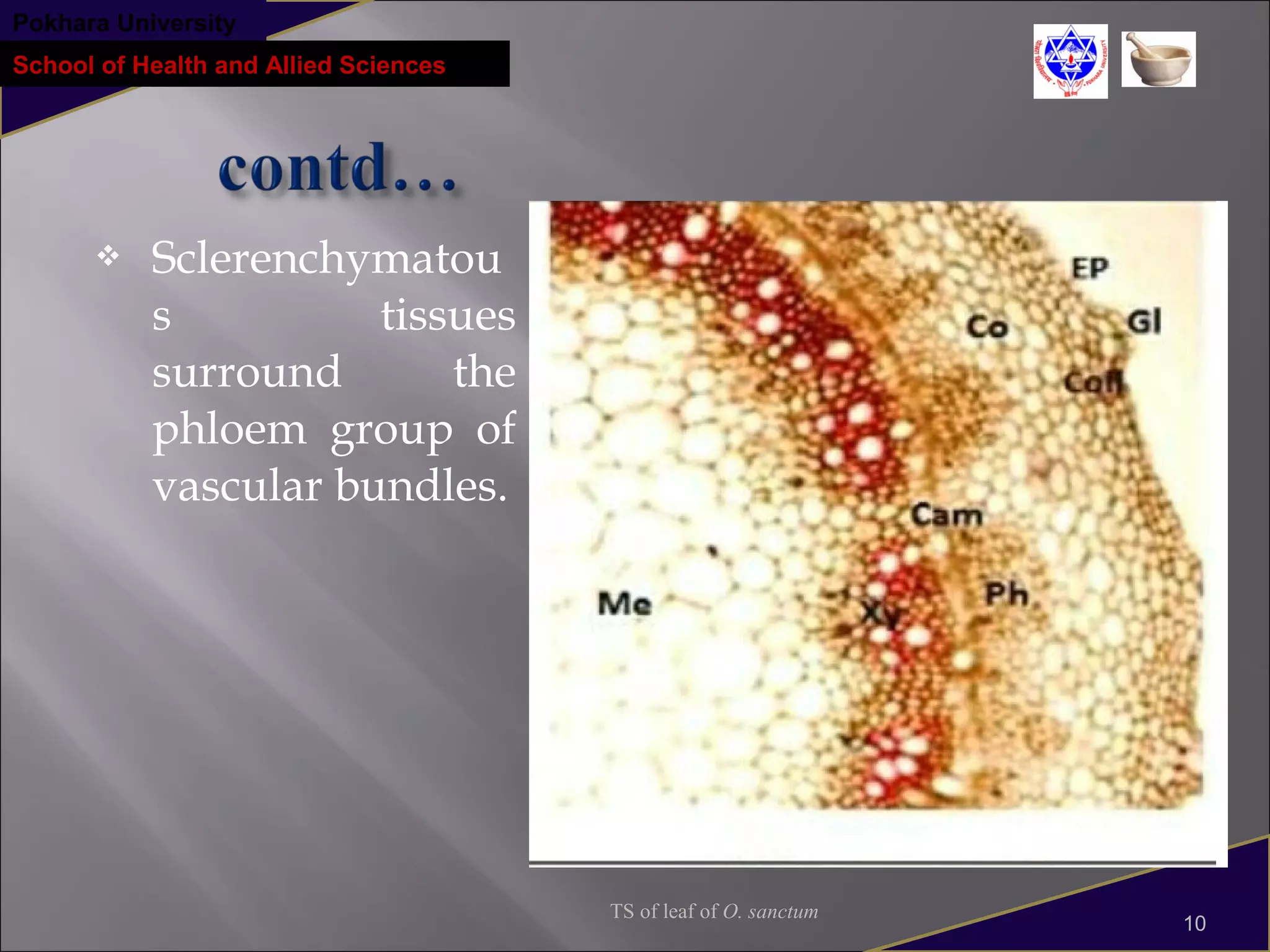 1.ocimum sanctum(tulsi) | PPT