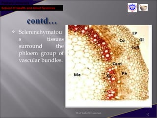 Pokhara University
School of Health and Allied Sciences
 Sclerenchymatou
s tissues
surround the
phloem group of
vascular bundles.
TS of leaf of O. sanctum
10
 