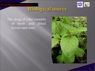 Pokhara University
School of Health and Allied Sciences
The drug of tulsi consists
of fresh and dried
leaves and root.
4
 
