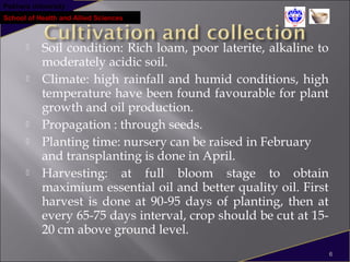 Pokhara University
School of Health and Allied Sciences
 Soil condition: Rich loam, poor laterite, alkaline to
moderately acidic soil.
 Climate: high rainfall and humid conditions, high
temperature have been found favourable for plant
growth and oil production.
 Propagation : through seeds.
 Planting time: nursery can be raised in February
and transplanting is done in April.
 Harvesting: at full bloom stage to obtain
maximium essential oil and better quality oil. First
harvest is done at 90-95 days of planting, then at
every 65-75 days interval, crop should be cut at 15-
20 cm above ground level.
6
 
