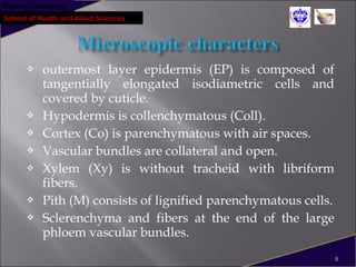 Pokhara University
School of Health and Allied Sciences
 outermost layer epidermis (EP) is composed of
tangentially elongated isodiametric cells and
covered by cuticle.
 Hypodermis is collenchymatous (Coll).
 Cortex (Co) is parenchymatous with air spaces.
 Vascular bundles are collateral and open.
 Xylem (Xy) is without tracheid with libriform
fibers.
 Pith (M) consists of lignified parenchymatous cells.
 Sclerenchyma and fibers at the end of the large
phloem vascular bundles.
9
 