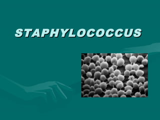 STAPHYLOCOCCUSSTAPHYLOCOCCUS
 