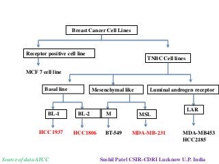 Breast Cancer Cell Lines
Receptor positive cell line
TNBC Cell lines
MCF 7 cell line
Basal line Mesenchymal like Luminal androgen receptor
BL-1 BL-2 M MSL
LAR
HCC 1937 HCC1806 BT-549 MDA-MB-231 MDA-MB453
HCC2185
Sushil Patel CSIR-CDRI Lucknow U.P. IndiaSource of data ATCC
 