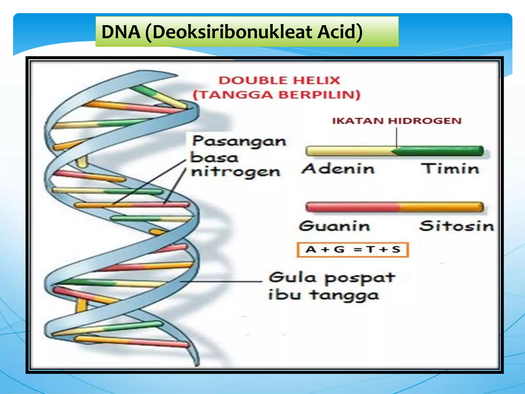 DNA dan RNA sintesis protein | PPTX