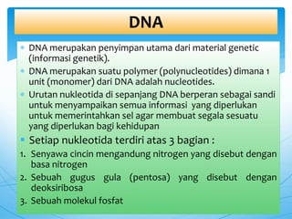 Dalam sintesis protein, yang merupakan kode genetik sebagai dasar penyusunan asam amino menjadi protein atau polipeptida rangkaian basa nitrogen terdapat dalam