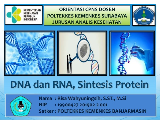Dna Dan Rna Sintesis Protein