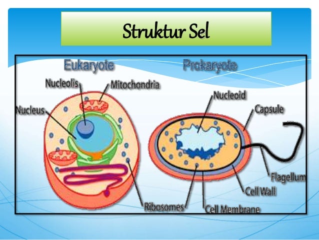 Dna Dan Rna Sintesis Protein