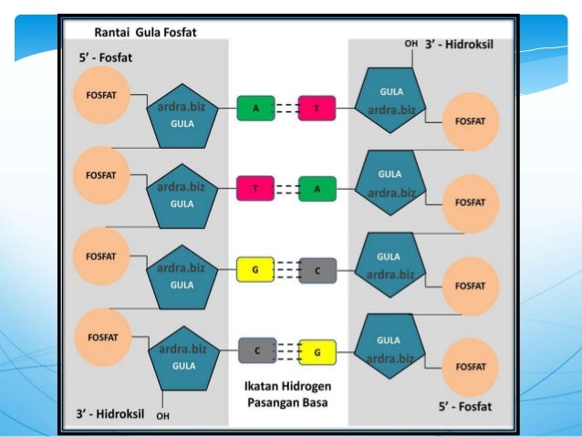 Dna Dan Rna Sintesis Protein