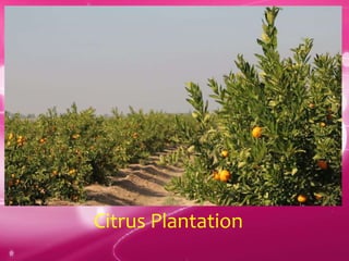 Citrus Plantation
 