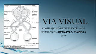 VIA VISUAL
COMPLEJO HOSPITALARIO DR. AAM
ESTUDIANTE: BRITHANY L. GUERRA R
2019
 