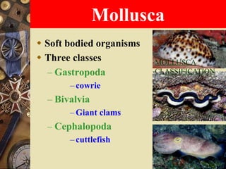 Clams Classification Classification of organisms | PPT