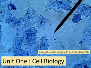 Unit One : Cell Biology
Human cheek cells stained with methylene blue, 400x
http://microscopy4kids.org/Comparing_Plant_and_Animal_Cells
 