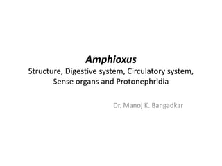 Amphioxus
Structure, Digestive system, Circulatory system,
Sense organs and Protonephridia
Dr. Manoj K. Bangadkar
 
