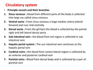 Circulatory system
• Principle vessels and their branches
1. Sinus venosus : blood from different parts of the body is collected
into large sac called sinus venosus
2. Ventral aorta : From sinus venosus a large median artery extend
forward and runs mid ventrally
3. Dorsal aorta : From the gill bars the blood is collected by the paired
right and left lateral dorsal aorta
4. Sub intestinal vein : the blood from tail region is collected in sub
intestinal vein
5. Hepatic portal system : The sun intestinal vein continues at the
hepatic portal vein
6. Cardinal veins : the blood from ventro lateral region is collected by
an anterior and posterior cardinal vein
7. Parietal veins : Blood from dorsal body wall is collected by a pair of
parietal vein
 