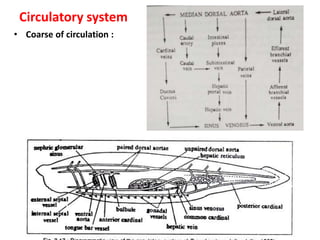 Circulatory system
• Coarse of circulation :
 