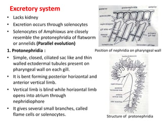 Excretory system
• Lacks kidney
• Excretion occurs through solenocytes
• Solenocytes of Amphioxus are closely
resemble the protonephridia of flatworm
or annelids (Parallel evolution)
1. Protonephridia :
• Simple, closed, ciliated sac like and thin
walled ectodermal tubules present on
pharyngeal wall on each gill.
• It is bent forming posterior horizontal and
anterior vertical limb.
• Vertical limb is blind while horizontal limb
opens into atrium through
nephridiophore
• It gives several small branches, called
flame cells or solenocytes.
Position of nephridia on pharyngeal wall
Structure of protonephridia
 
