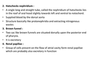 2. Hatschecks nephridium :
• A single long and straight tube, called the nephridium of hatschecks lies
in the roof of oral hood slightly towards left and ventral to notochord.
• Supplied blood by the dorsal aorta
• Structure basically like protonephridia and extracting nitrogenous
wastes
3. Brown funnel :
• Two sac like brown funnels are situated dorsally upon the posterior end
of pharynx.
• It is excretory
4. Renal papillae :
• Group of cells present on the flow of atrial cavity form renal papillae
which are probably also excretory in function
 