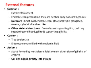External features
• Skeleton :
– Exoskeleton absent
– Endoskeleton present but they are neither bony not cartilagenous
– Notocord : Chief axial endoskeleton, structurally it is elongated,
narrow, cylindrical and rod like
– Other skeletal structures : fin ray boxes supporting fins, oral ring
supporting oral hood, gill rods supporting gill slits
• Coelom :
– True coelomate
– Enterocoelomate filled with coelomic fluid
• Atrium :
– Space formed by metapleural folds one on either side of gill slits of
embryo
– Gill slits opens directly into atrium
 