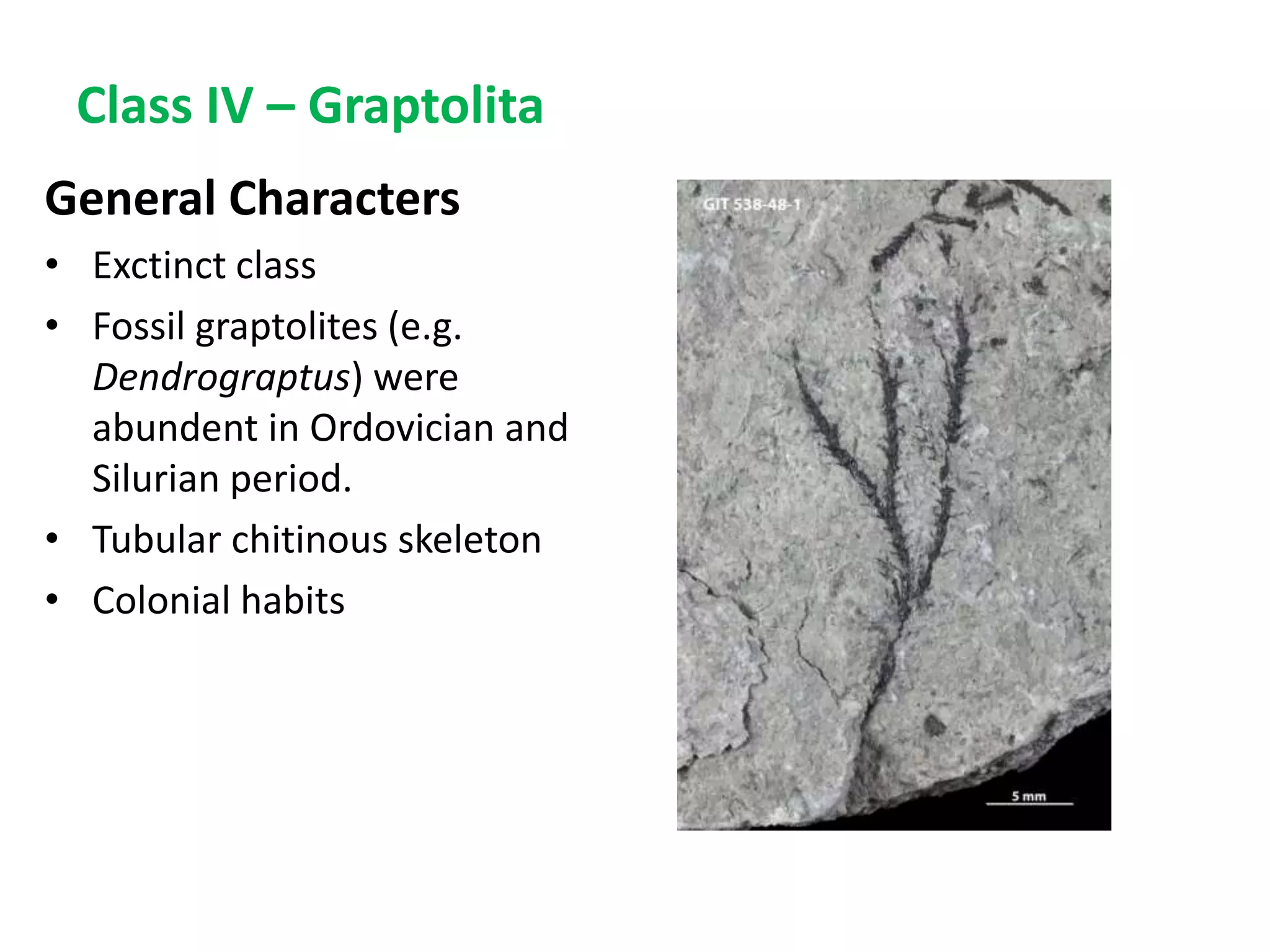 Class IV – Graptolita
General Characters
• Exctinct class
• Fossil graptolites (e.g.
Dendrograptus) were
abundent in Ordovician and
Silurian period.
• Tubular chitinous skeleton
• Colonial habits
 