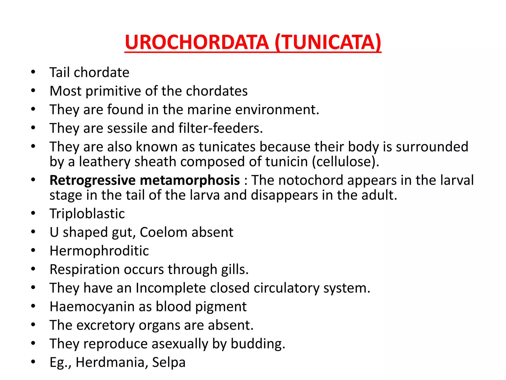 UROCHORDATA (TUNICATA)
• Tail chordate
• Most primitive of the chordates
• They are found in the marine environment.
• They are sessile and filter-feeders.
• They are also known as tunicates because their body is surrounded
by a leathery sheath composed of tunicin (cellulose).
• Retrogressive metamorphosis : The notochord appears in the larval
stage in the tail of the larva and disappears in the adult.
• Triploblastic
• U shaped gut, Coelom absent
• Hermophroditic
• Respiration occurs through gills.
• They have an Incomplete closed circulatory system.
• Haemocyanin as blood pigment
• The excretory organs are absent.
• They reproduce asexually by budding.
• Eg., Herdmania, Selpa
 