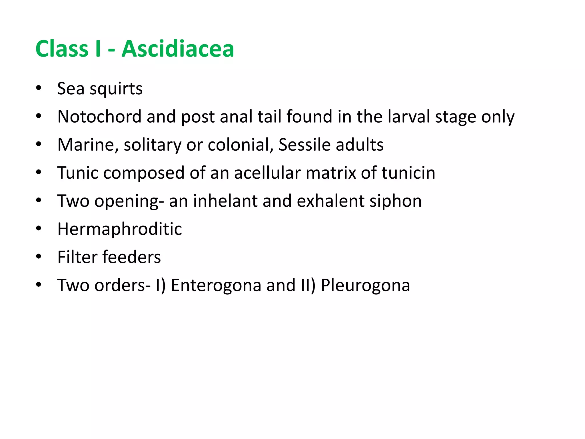 Class I - Ascidiacea
• Sea squirts
• Notochord and post anal tail found in the larval stage only
• Marine, solitary or colonial, Sessile adults
• Tunic composed of an acellular matrix of tunicin
• Two opening- an inhelant and exhalent siphon
• Hermaphroditic
• Filter feeders
• Two orders- I) Enterogona and II) Pleurogona
 