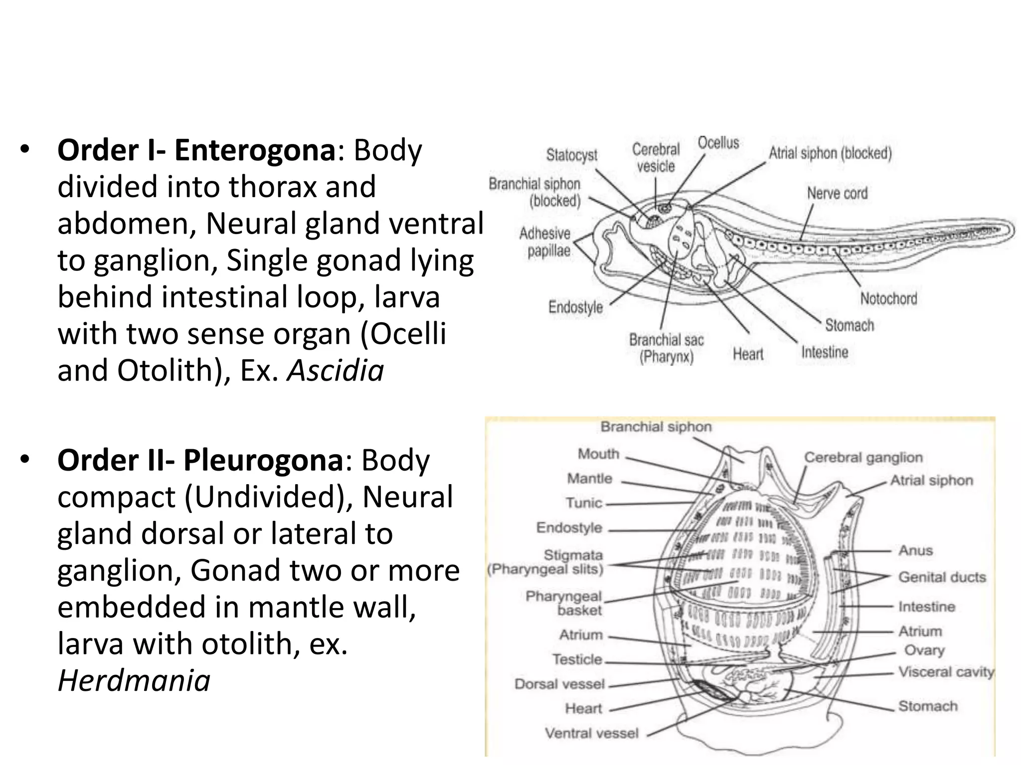 • Order I- Enterogona: Body
divided into thorax and
abdomen, Neural gland ventral
to ganglion, Single gonad lying
behind intestinal loop, larva
with two sense organ (Ocelli
and Otolith), Ex. Ascidia
• Order II- Pleurogona: Body
compact (Undivided), Neural
gland dorsal or lateral to
ganglion, Gonad two or more
embedded in mantle wall,
larva with otolith, ex.
Herdmania
 