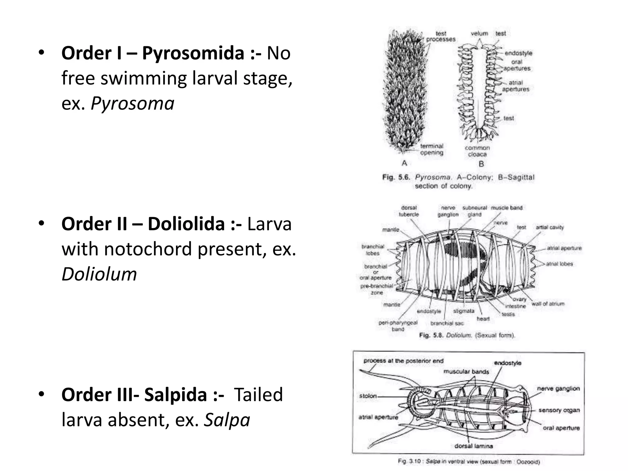 • Order I – Pyrosomida :- No
free swimming larval stage,
ex. Pyrosoma
• Order II – Doliolida :- Larva
with notochord present, ex.
Doliolum
• Order III- Salpida :- Tailed
larva absent, ex. Salpa
 