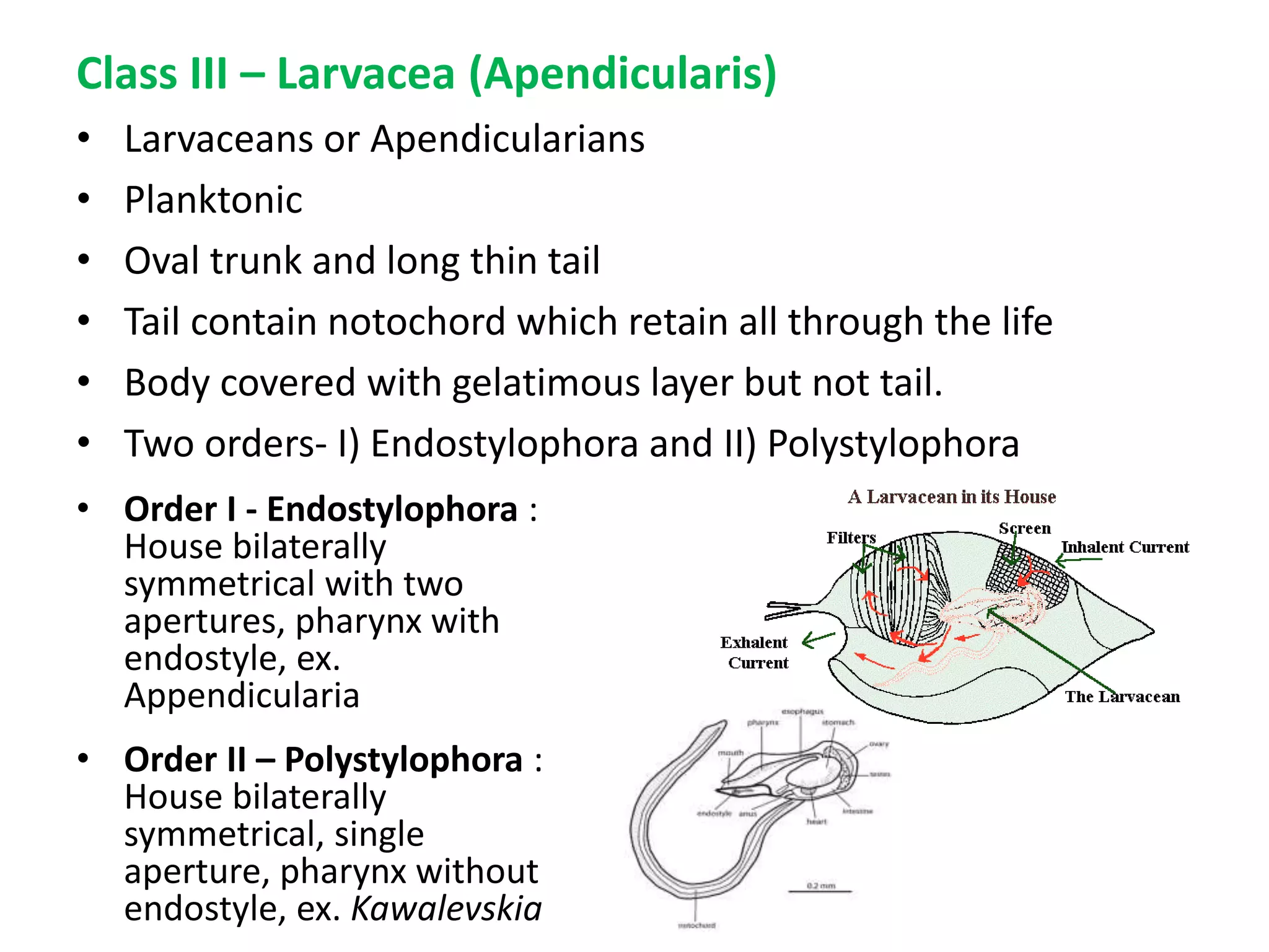 Class III – Larvacea (Apendicularis)
• Larvaceans or Apendicularians
• Planktonic
• Oval trunk and long thin tail
• Tail contain notochord which retain all through the life
• Body covered with gelatimous layer but not tail.
• Two orders- I) Endostylophora and II) Polystylophora
• Order I - Endostylophora :
House bilaterally
symmetrical with two
apertures, pharynx with
endostyle, ex.
Appendicularia
• Order II – Polystylophora :
House bilaterally
symmetrical, single
aperture, pharynx without
endostyle, ex. Kawalevskia
 