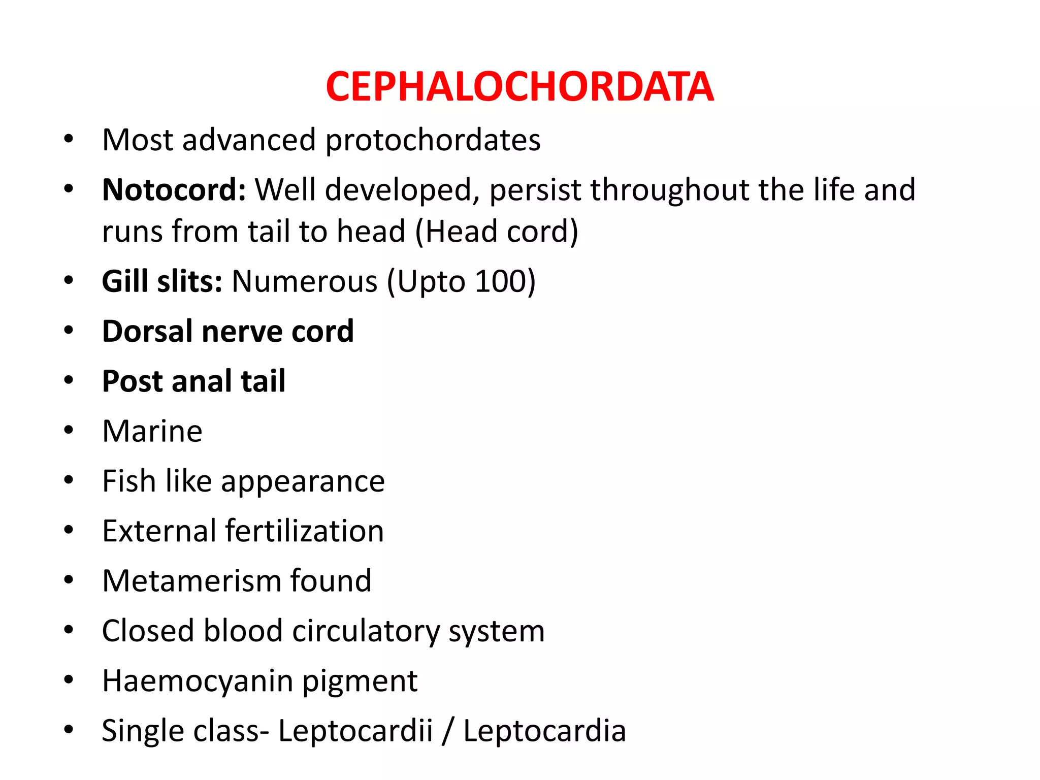 CEPHALOCHORDATA
• Most advanced protochordates
• Notocord: Well developed, persist throughout the life and
runs from tail to head (Head cord)
• Gill slits: Numerous (Upto 100)
• Dorsal nerve cord
• Post anal tail
• Marine
• Fish like appearance
• External fertilization
• Metamerism found
• Closed blood circulatory system
• Haemocyanin pigment
• Single class- Leptocardii / Leptocardia
 