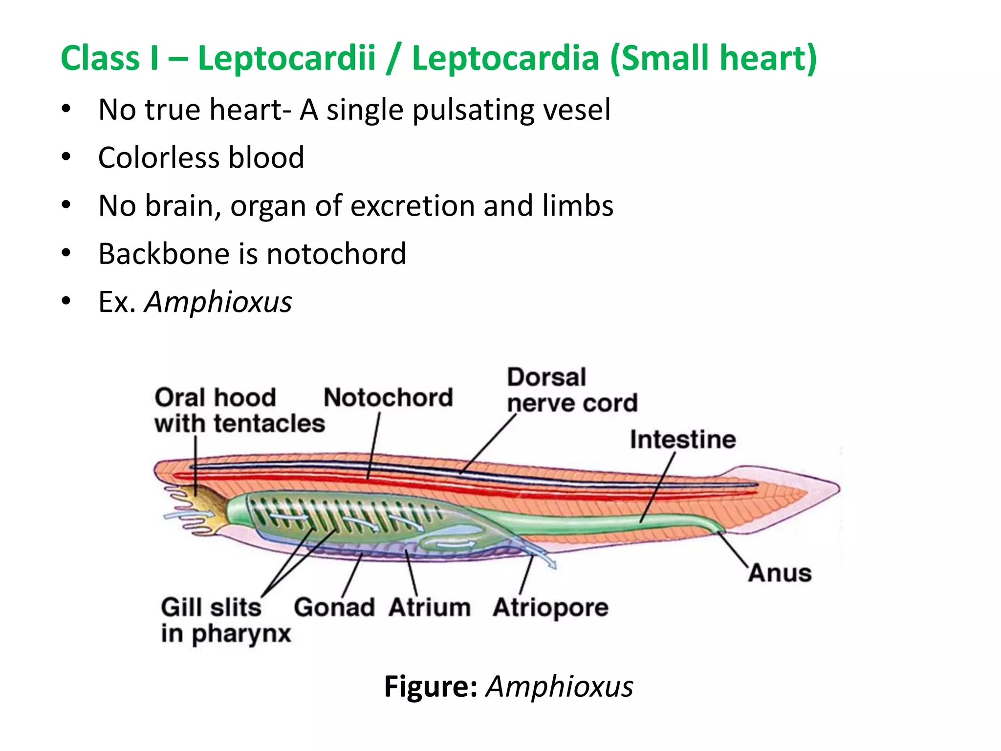 Class I – Leptocardii / Leptocardia (Small heart)
• No true heart- A single pulsating vesel
• Colorless blood
• No brain, organ of excretion and limbs
• Backbone is notochord
• Ex. Amphioxus
Figure: Amphioxus
 