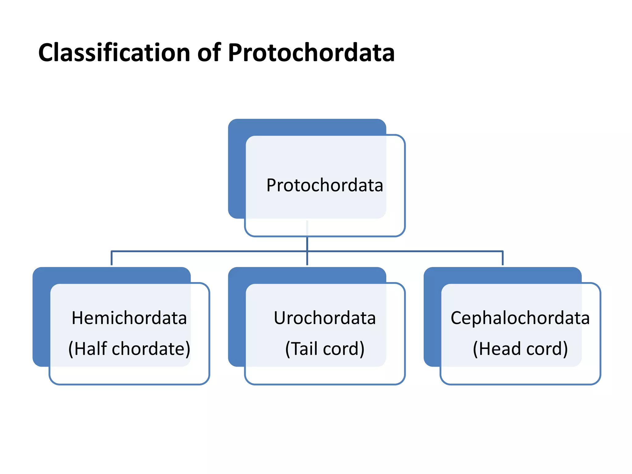 Classification of Protochordata
Protochordata
Hemichordata
(Half chordate)
Urochordata
(Tail cord)
Cephalochordata
(Head cord)
 